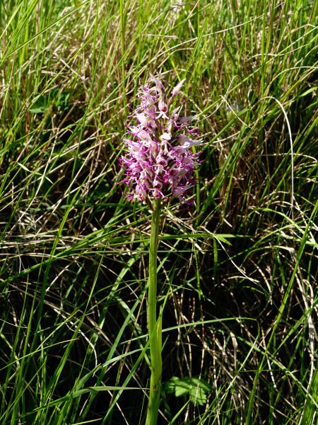 Orchis simia  - Ramon Calvet i Falgueras