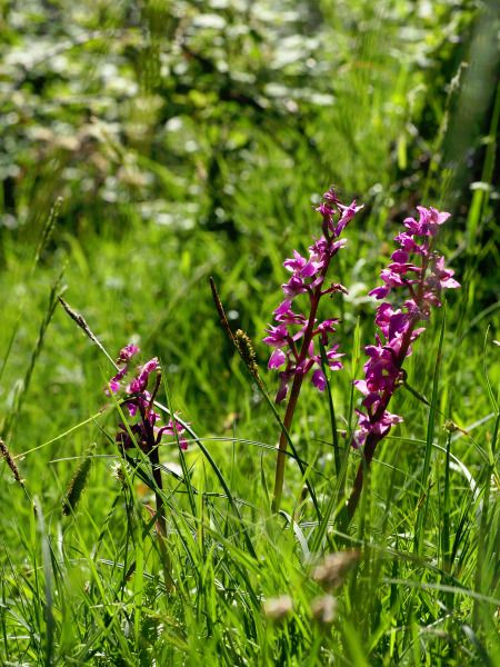 Orchis mascula  - Ramon Calvet i Falgueras