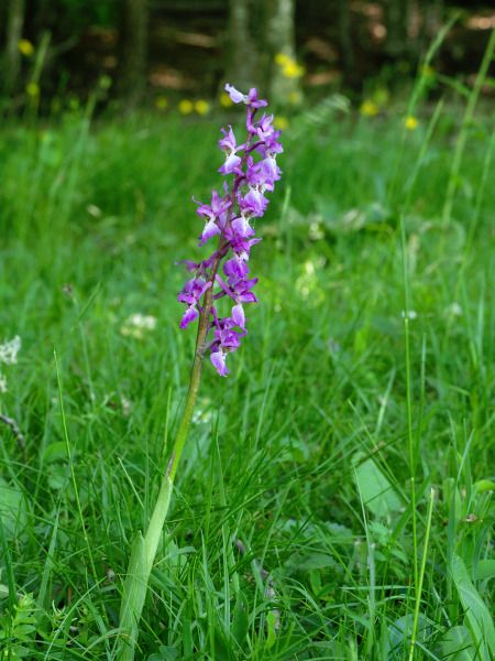 Orchis mascula  - Ramon Calvet i Falgueras