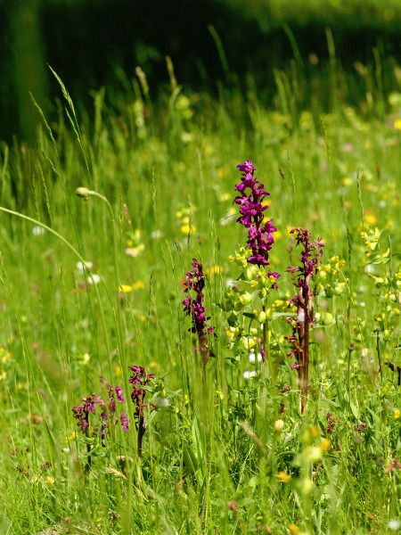Orchis mascula  - Ramon Calvet i Falgueras