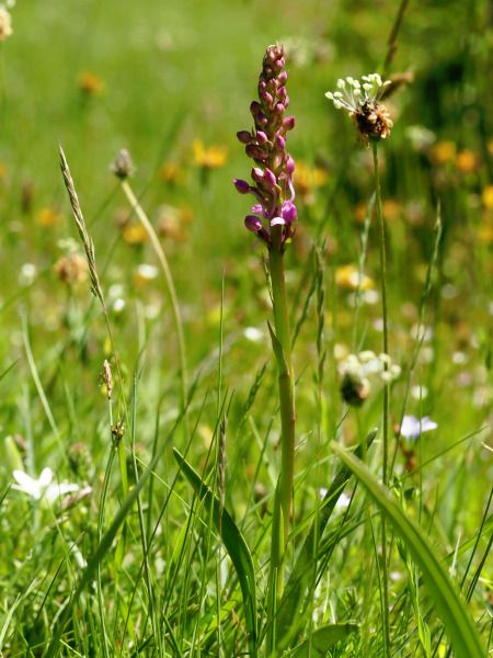 Gymnadenia conopsea  - Ramon Calvet i Falgueras