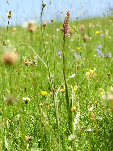 Gymnadenia conopsea  - Ramon Calvet i Falgueras