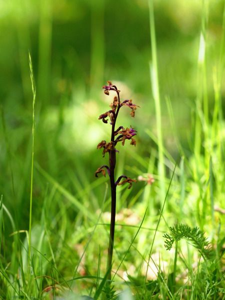 Orchis mascula  - Ramon Calvet i Falgueras