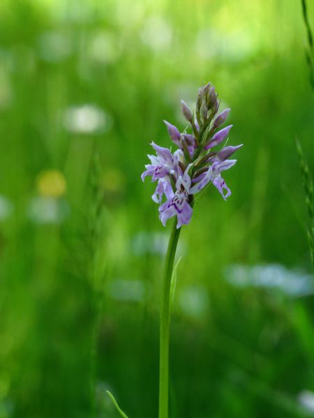 Dactylorhiza fuchsii  - Ramon Calvet i Falgueras