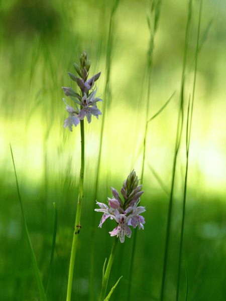 Dactylorhiza fuchsii  - Ramon Calvet i Falgueras