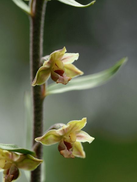 Epipactis kleinii  - Ramon Calvet i Falgueras