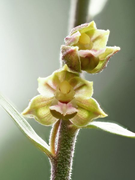 Epipactis kleinii  - Ramon Calvet i Falgueras