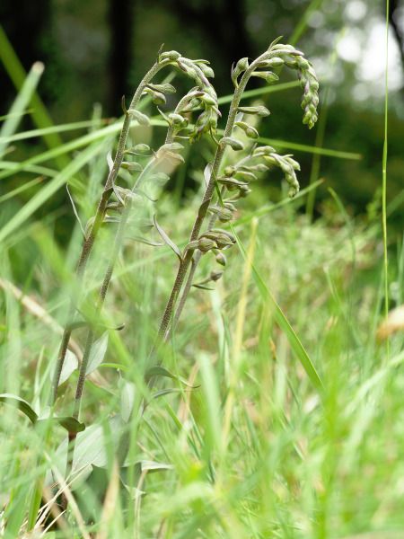 Epipactis kleinii  - Ramon Calvet i Falgueras