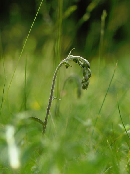 Epipactis kleinii  - Ramon Calvet i Falgueras