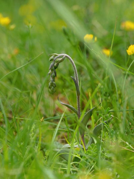 Epipactis kleinii  - Ramon Calvet i Falgueras