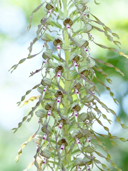 Himantoglossum hircinum  - Ramon Calvet i Falgueras