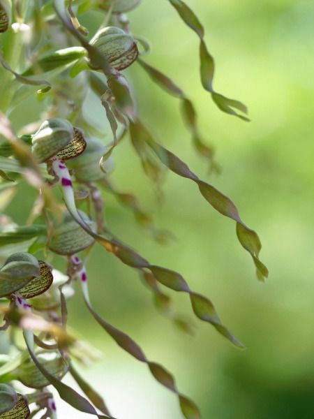 Himantoglossum hircinum  - Ramon Calvet i Falgueras