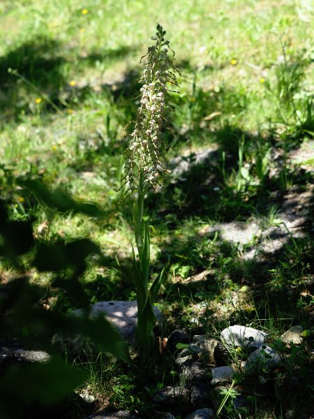 Himantoglossum hircinum  - Ramon Calvet i Falgueras
