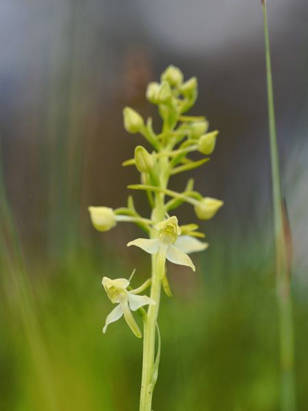 Platanthera chlorantha  - Ramon Calvet i Falgueras