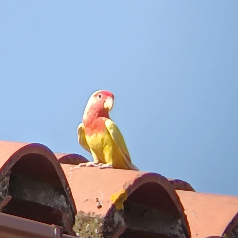 Agapornis de Namíbia  - Albert Sanz