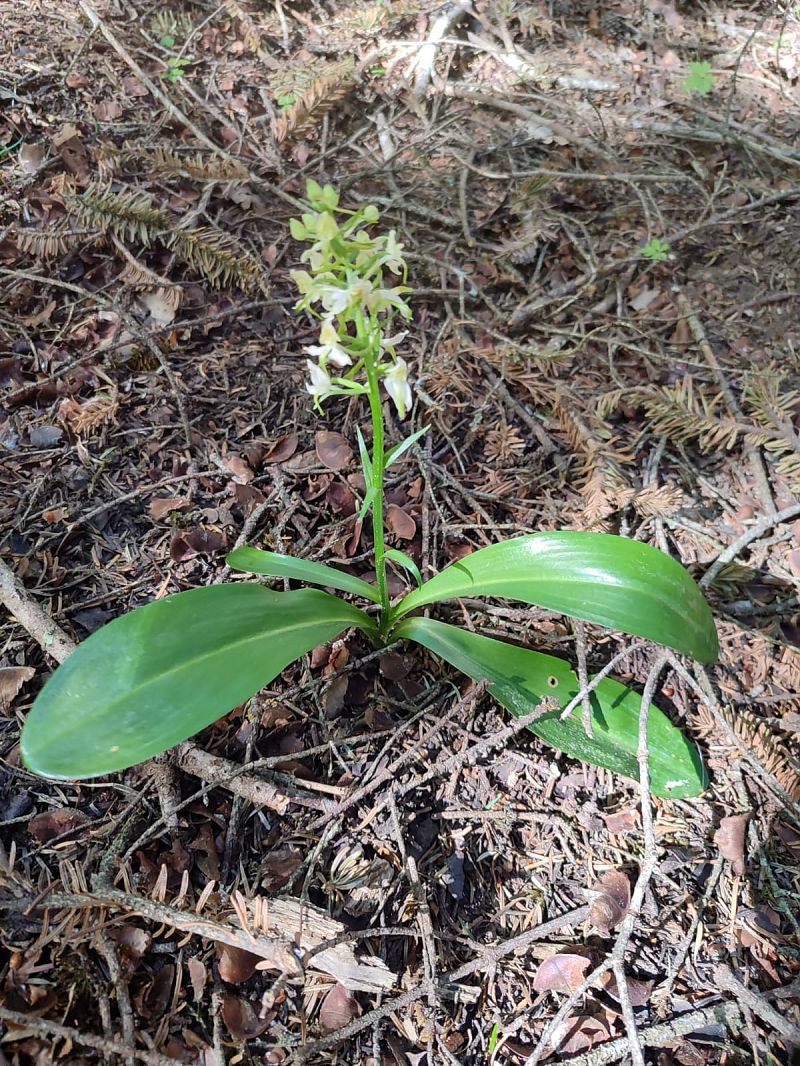 Platanthera chlorantha  - Camp D'aprenentatge de Les Valls D'Àneu