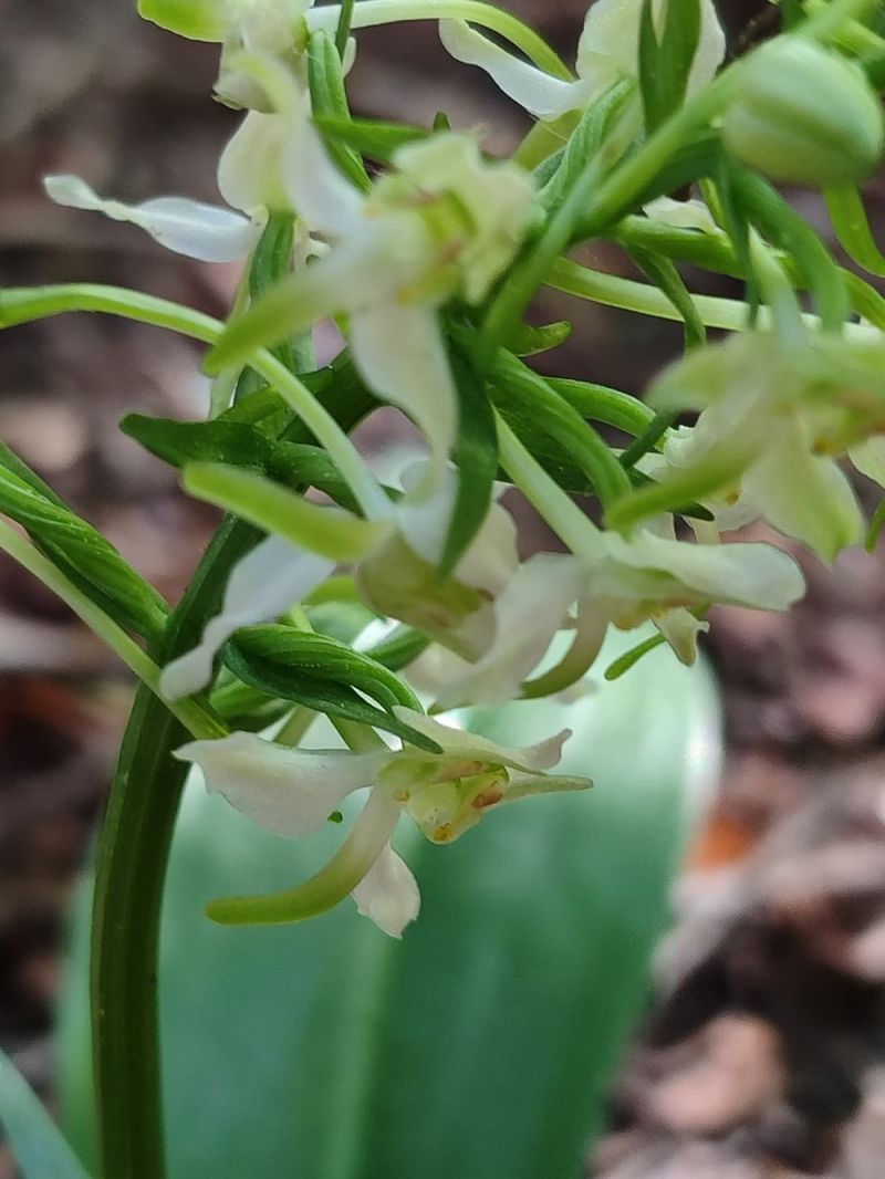 Platanthera chlorantha  - Camp D'aprenentatge de Les Valls D'Àneu