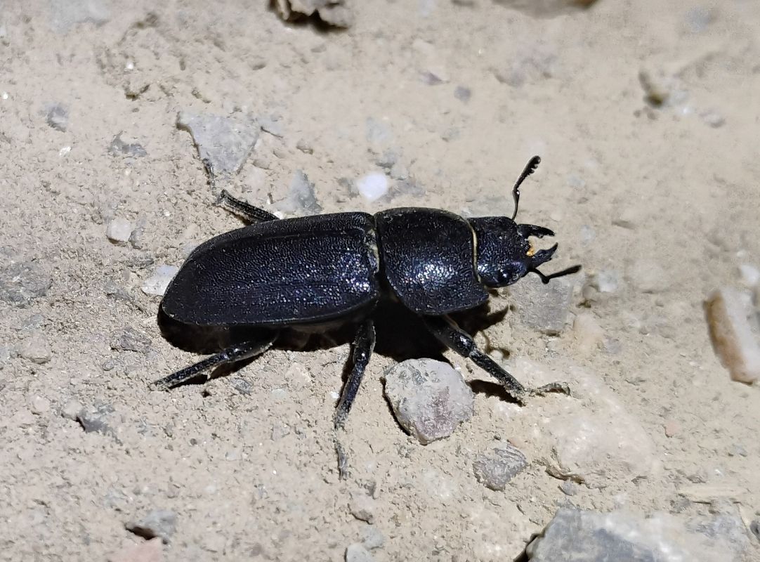 Dorcus parallelipipedus  - Alex López Targa