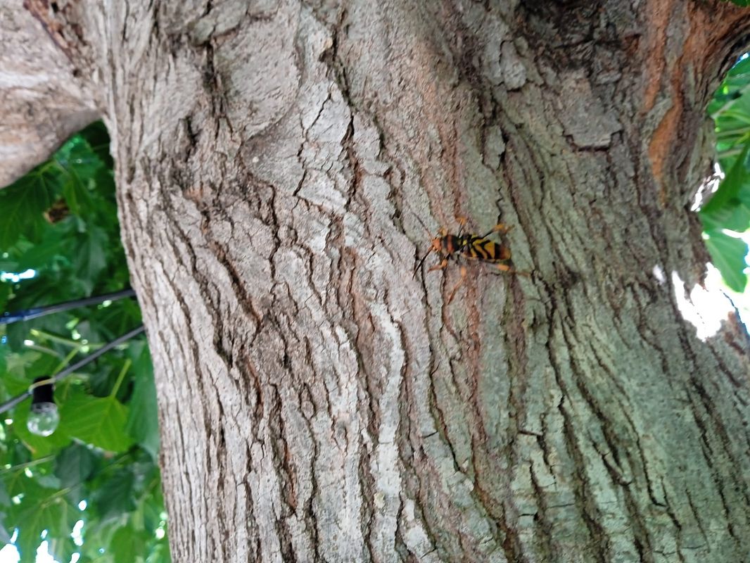 Xylotrechus chinensis  - Andreu Cacho
