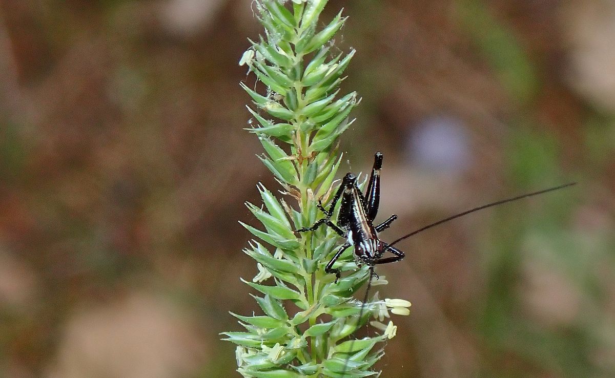 Antaxius sp.  - Jordi Castellet Figueras