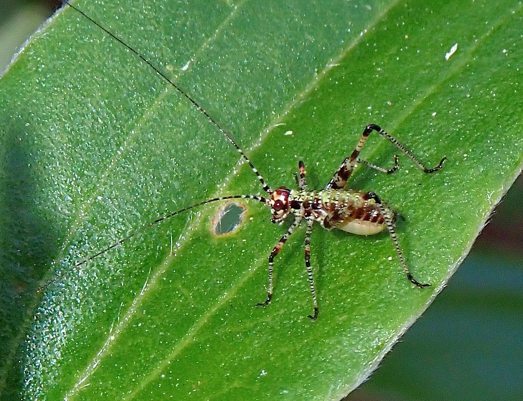 Phaneroptera sp.  - Jordi Castellet Figueras