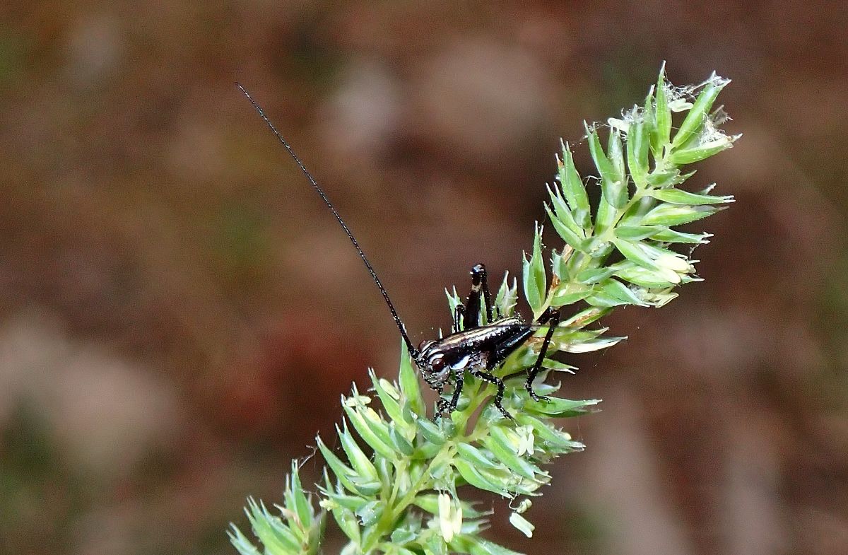 Antaxius sp.  - Jordi Castellet Figueras