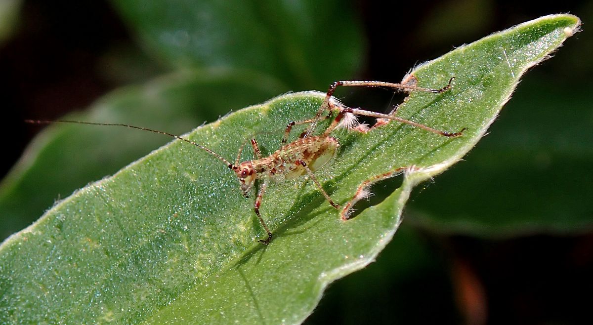 Phaneroptera sp.  - Jordi Castellet Figueras