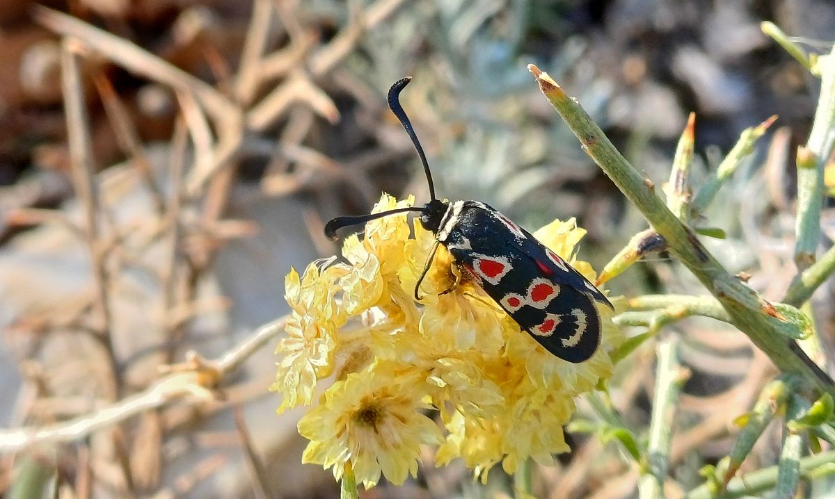 Zygaena occitanica  - Jordi Castellet Figueras