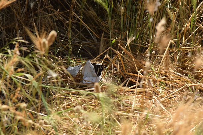 Great Banded Grayling  - Alex Gamiz