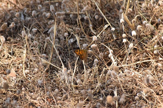 Wall Brown  - Alex Gamiz
