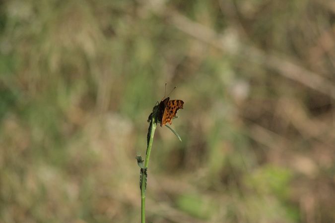 Comma  - Alex Gamiz