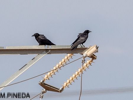 Cornella negra  - Manuel Pineda M.