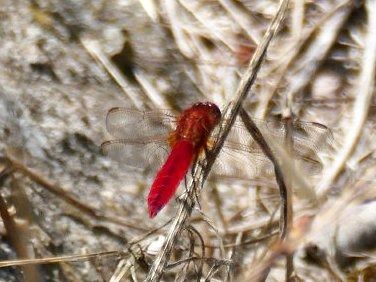 Sagnador escarlata  - Josep M. Palau Garrabou