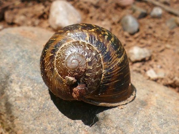 Cornu aspersum  - Josep M. Palau Garrabou