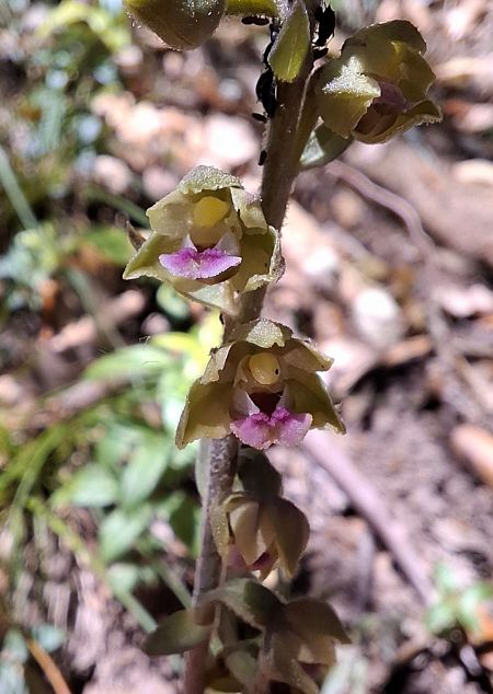 Epipactis helleborine  - Fiona Thomas Hurn