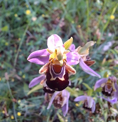 Ophrys apifera  - Fiona Thomas Hurn