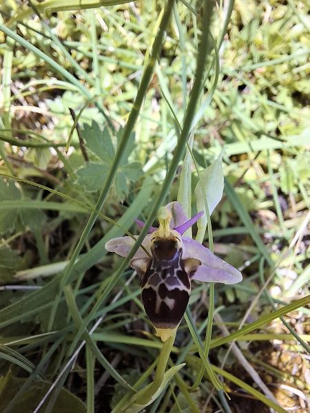 Ophrys scolopax  - Fiona Thomas Hurn