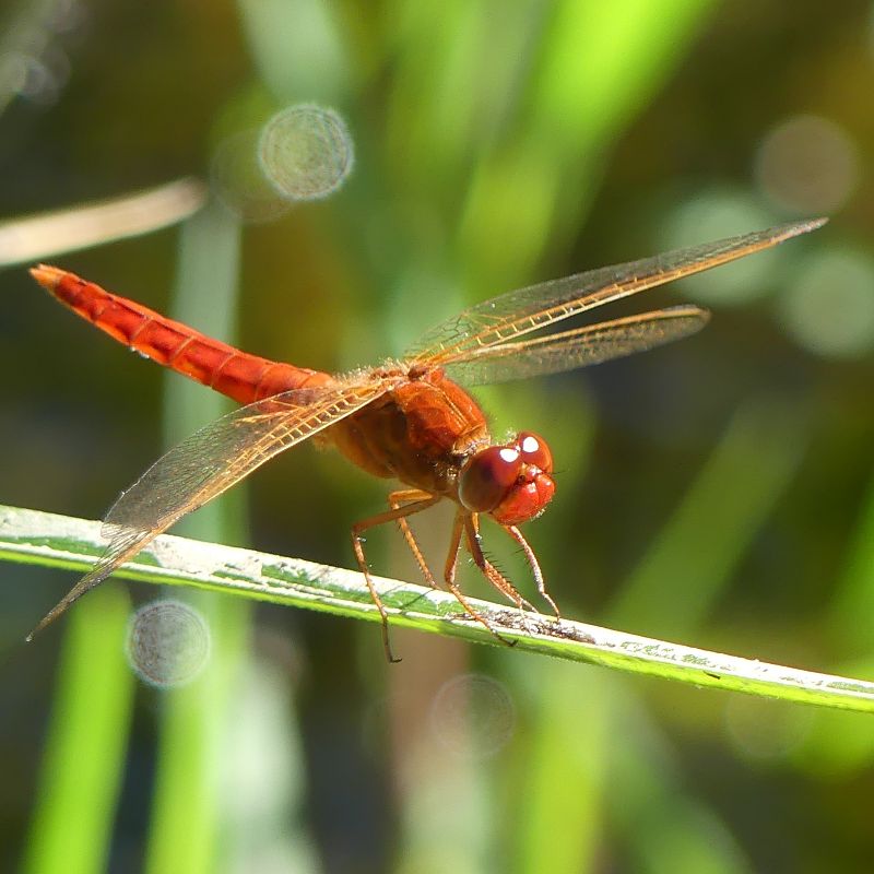 Sagnador escarlata  - Lourdes Torres Montoliu
