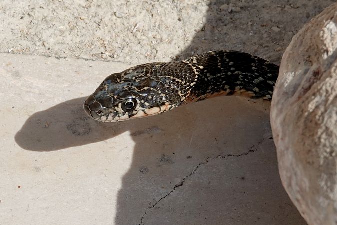 Serp de ferradura  - Raül Miralta Gamisans