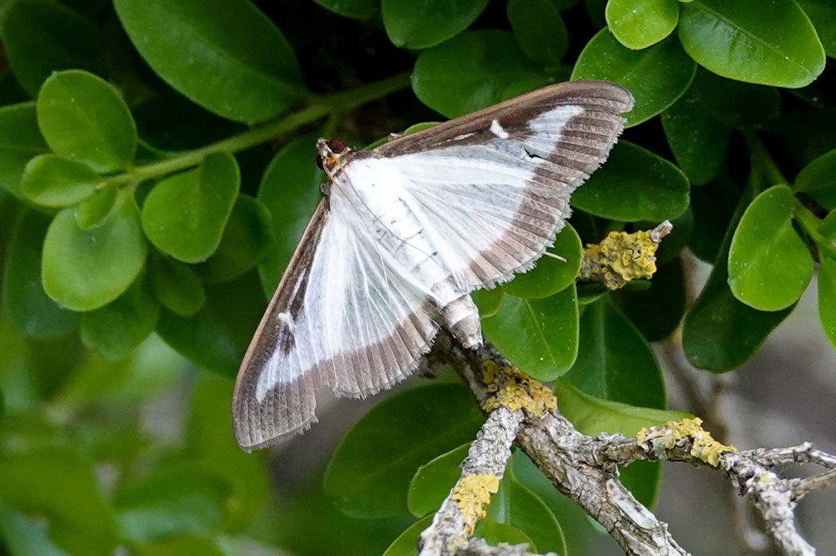 Cydalima perspectalis  - Raül Miralta Gamisans