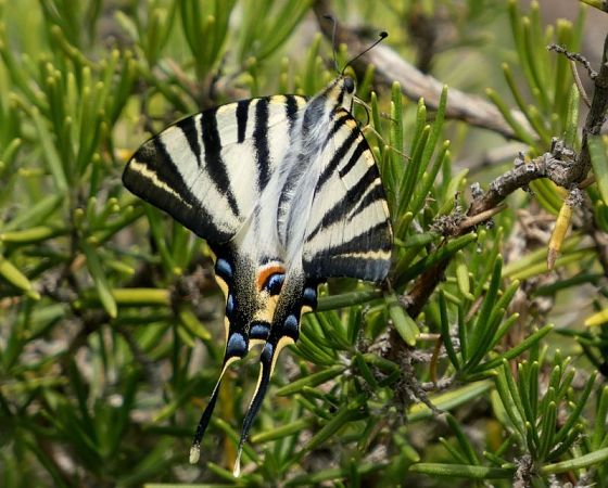 Reina zebrada  - Josep Maria Solé Molins