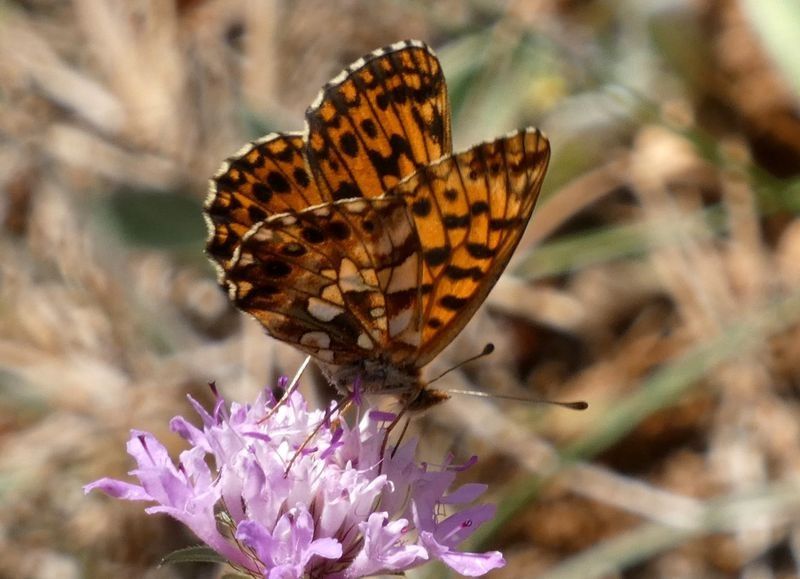 Donzella violeta  - Josep Maria Solé Molins