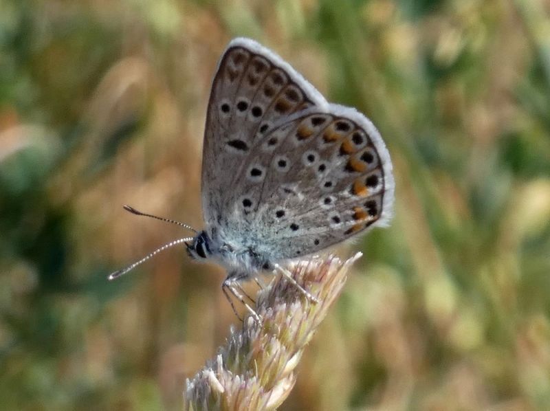 Blaveta de l'astràgal  - Josep Maria Solé Molins