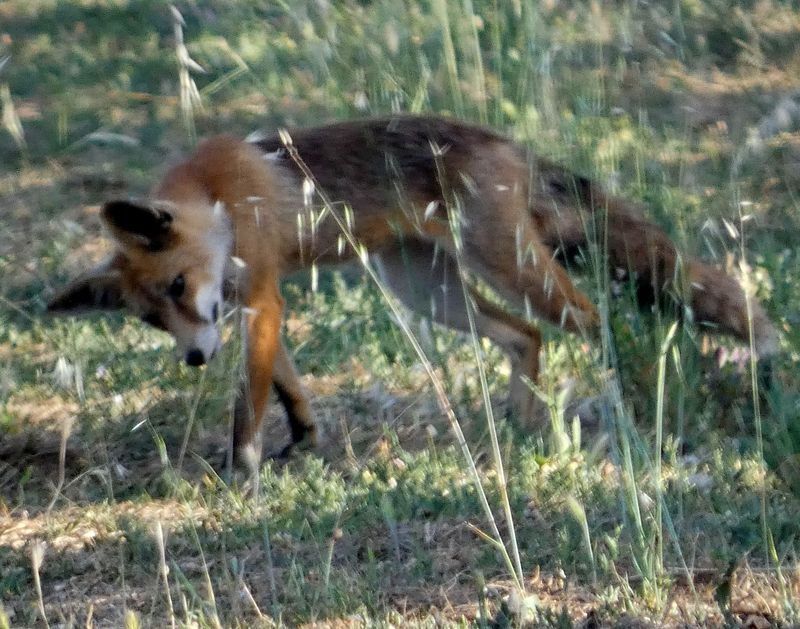 Red Fox  - Josep Maria Solé Molins