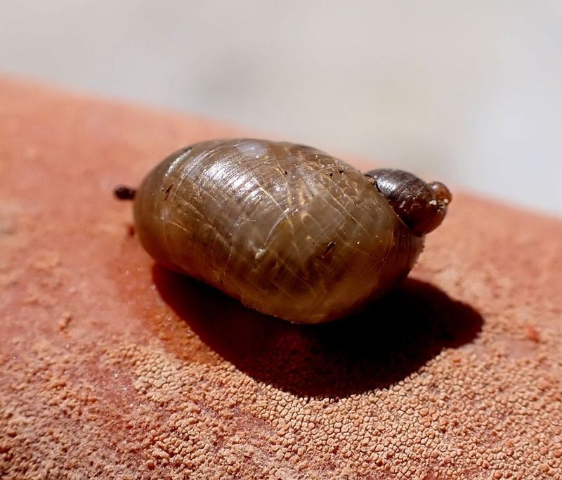 Ampullaceana balthica  - Josep Maria Solé Molins