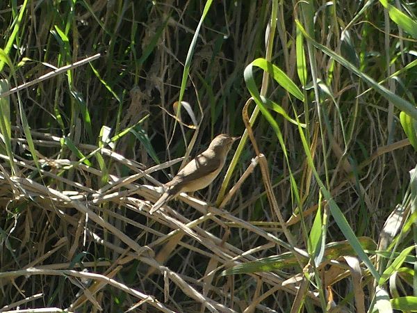 Common Reed Warbler  - Alons Navarro Alvarez