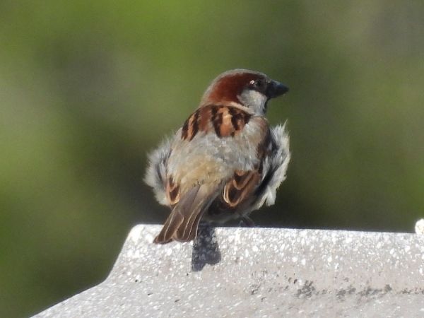 Pardal comú 