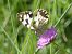 Escac ibèric (Melanargia lachesis) © Josep Marmi Plana