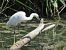 Martinet blanc (Egretta garzetta) © Èric Capdevila Mezcua