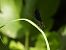 Damisel·la endolada (Calopteryx haemorrhoidalis) © Anna Prades Nebot